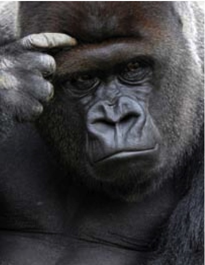 Big Data: The 800 Pound Gorilla